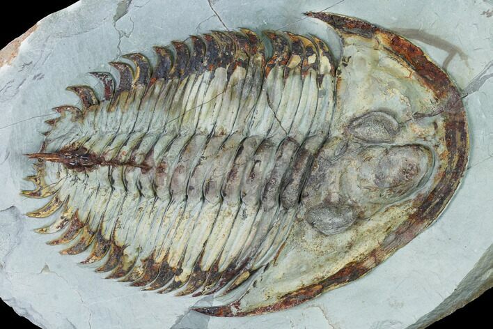 Lower Cambrian Trilobite (Longianda) - Issafen, Morocco #164508